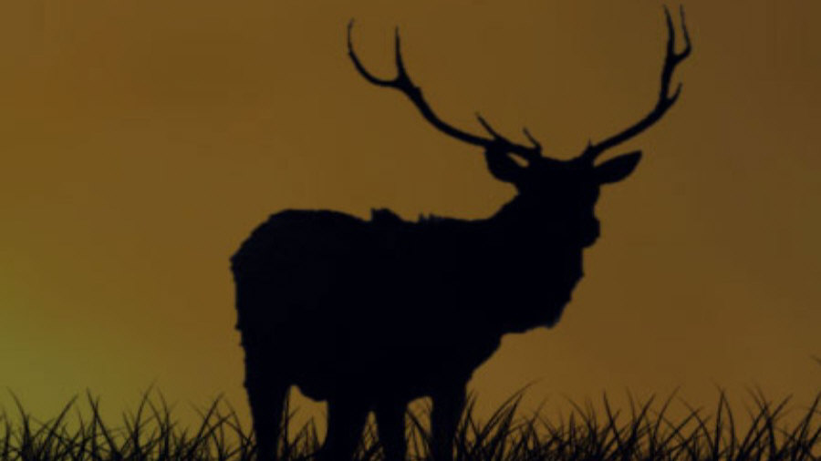 RUDZIE odchovňa jelenej zveri v Poľsku, výroba plemenného plemenného materiálu 01