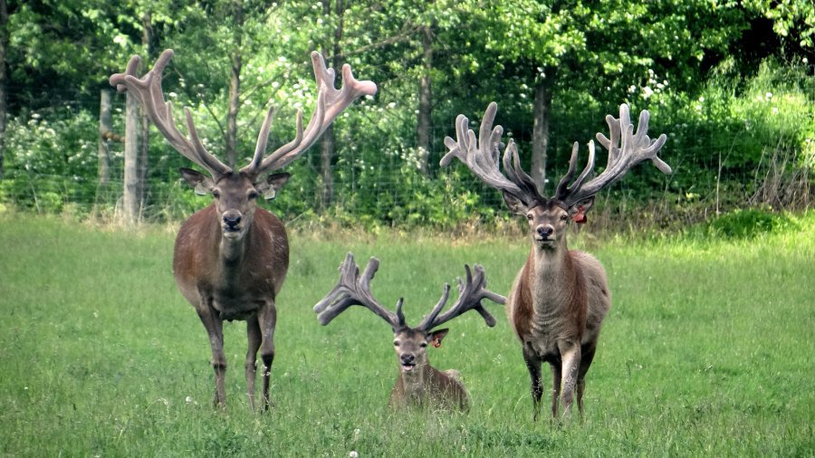RUDZIE odchovňa jelenej zveri v Poľsku, výroba plemenného plemenného materiálu 02