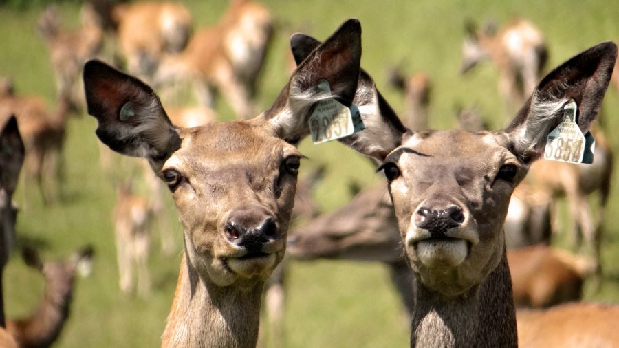 RUDZIE odchovňa jelenej zveri v Poľsku, výroba plemenného plemenného materiálu 02