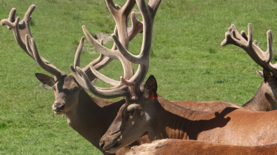RUDZIE odchovňa jelenej zveri v Poľsku, výroba plemenného plemenného materiálu 02