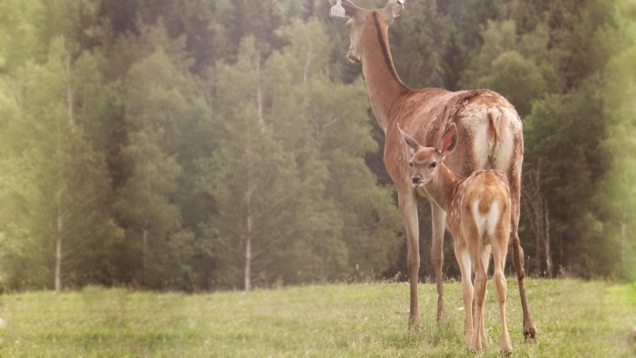 RUDZIE odchovňa jelenej zveri v Poľsku, výroba plemenného plemenného materiálu 02