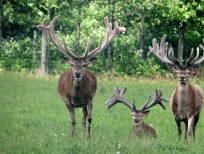 RUDZIE odchovňa jelenej zveri v Poľsku, výroba plemenného plemenného materiálu