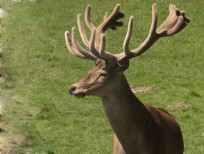 RUDZIE odchovňa jelenej zveri v Poľsku, výroba plemenného plemenného materiálu