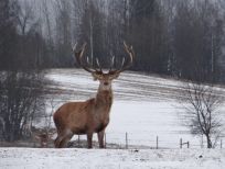 RUDZIE odchovňa jelenej zveri v Poľsku, výroba plemenného plemenného materiálu