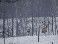 RUDZIE odchovňa jelenej zveri v Poľsku, výroba plemenného plemenného materiálu