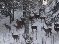 RUDZIE odchovňa jelenej zveri v Poľsku, výroba plemenného plemenného materiálu