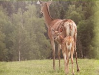 RUDZIE odchovňa jelenej zveri v Poľsku, výroba plemenného plemenného materiálu