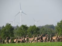 RUDZIE odchovňa jelenej zveri v Poľsku, výroba plemenného plemenného materiálu