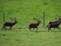 RUDZIE odchovňa jelenej zveri v Poľsku, výroba plemenného plemenného materiálu