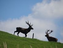 RUDZIE odchovňa jelenej zveri v Poľsku, výroba plemenného plemenného materiálu