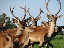 RUDZIE odchovňa jelenej zveri v Poľsku, výroba plemenného plemenného materiálu