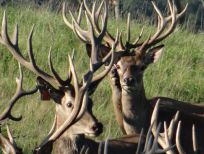 RUDZIE odchovňa jelenej zveri v Poľsku, výroba plemenného plemenného materiálu