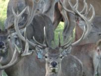 RUDZIE odchovňa jelenej zveri v Poľsku, výroba plemenného plemenného materiálu