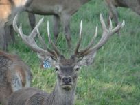 RUDZIE odchovňa jelenej zveri v Poľsku, výroba plemenného plemenného materiálu