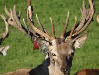 RUDZIE odchovňa jelenej zveri v Poľsku, výroba plemenného plemenného materiálu