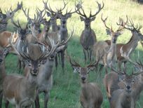 RUDZIE odchovňa jelenej zveri v Poľsku, výroba plemenného plemenného materiálu