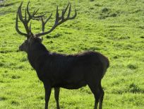 RUDZIE odchovňa jelenej zveri v Poľsku, výroba plemenného plemenného materiálu