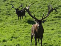 RUDZIE odchovňa jelenej zveri v Poľsku, výroba plemenného plemenného materiálu