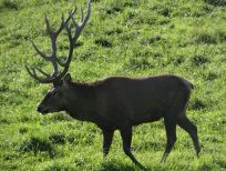 RUDZIE odchovňa jelenej zveri v Poľsku, výroba plemenného plemenného materiálu