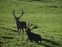 RUDZIE odchovňa jelenej zveri v Poľsku, výroba plemenného plemenného materiálu