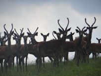 RUDZIE odchovňa jelenej zveri v Poľsku, výroba plemenného plemenného materiálu