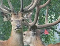 RUDZIE odchovňa jelenej zveri v Poľsku, výroba plemenného plemenného materiálu