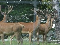 RUDZIE odchovňa jelenej zveri v Poľsku, výroba plemenného plemenného materiálu