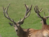 RUDZIE odchovňa jelenej zveri v Poľsku, výroba plemenného plemenného materiálu