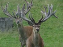 RUDZIE odchovňa jelenej zveri v Poľsku, výroba plemenného plemenného materiálu