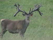 RUDZIE odchovňa jelenej zveri v Poľsku, výroba plemenného plemenného materiálu