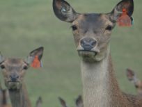 RUDZIE odchovňa jelenej zveri v Poľsku, výroba plemenného plemenného materiálu