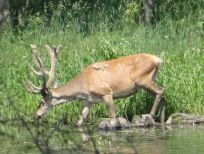 RUDZIE odchovňa jelenej zveri v Poľsku, výroba plemenného plemenného materiálu
