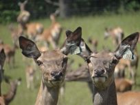 RUDZIE odchovňa jelenej zveri v Poľsku, výroba plemenného plemenného materiálu