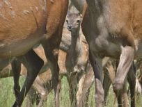 RUDZIE odchovňa jelenej zveri v Poľsku, výroba plemenného plemenného materiálu