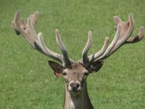RUDZIE odchovňa jelenej zveri v Poľsku, výroba plemenného plemenného materiálu