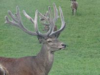RUDZIE odchovňa jelenej zveri v Poľsku, výroba plemenného plemenného materiálu