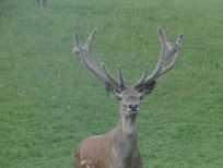 RUDZIE odchovňa jelenej zveri v Poľsku, výroba plemenného plemenného materiálu
